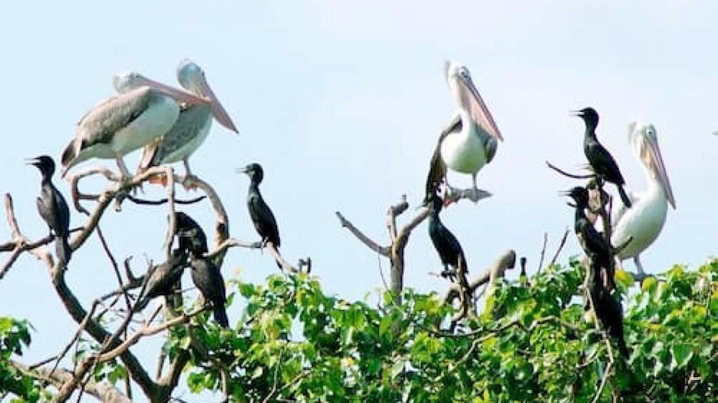 Sân Chim Ngọc Hiển Cà Mau