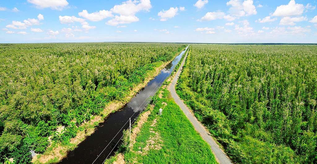 Rừng quốc gia U Minh hạ Cà Mau